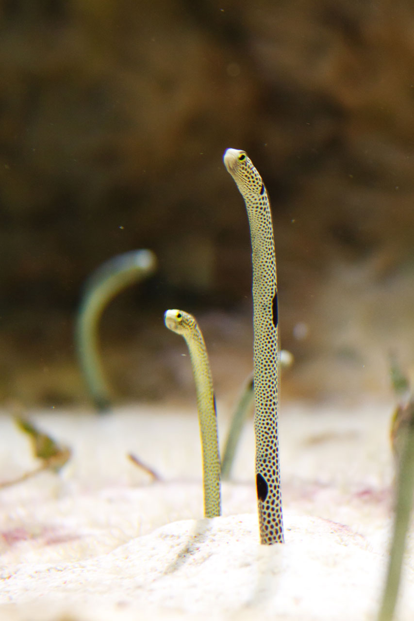 aquarium colorful eel free photo