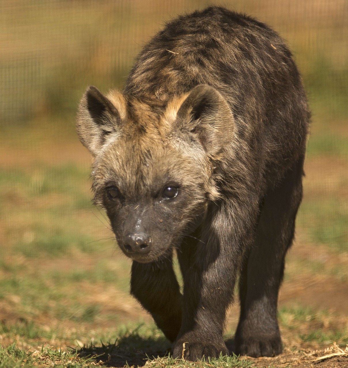 spotted hyena scavenger spotted free photo