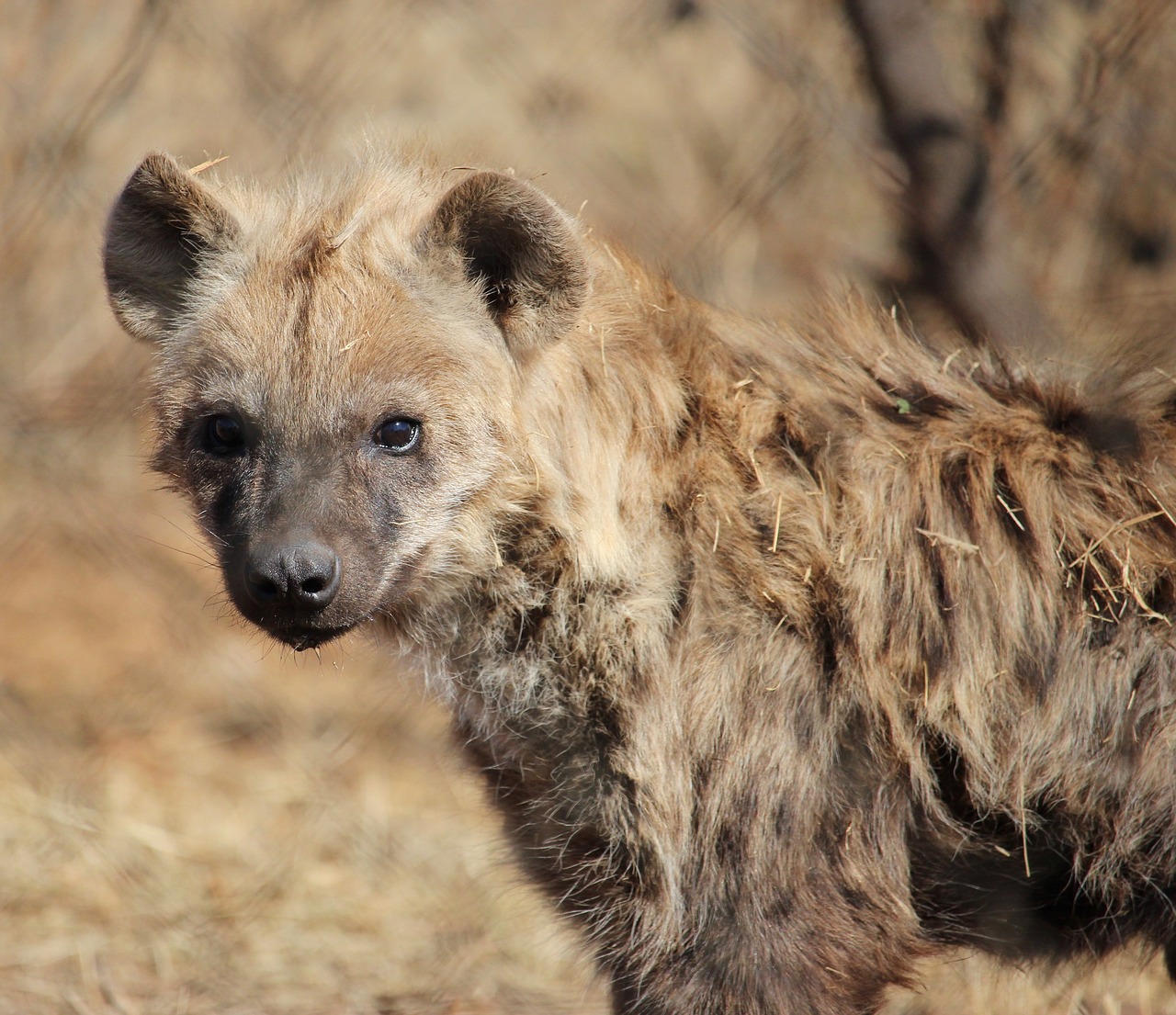 spotted hyena  predator  wildlife free photo