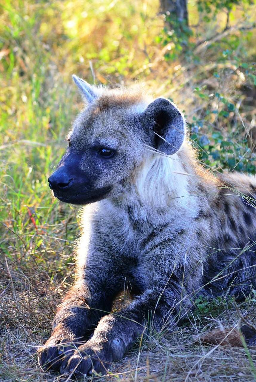 spotted hyena hyena africa free photo