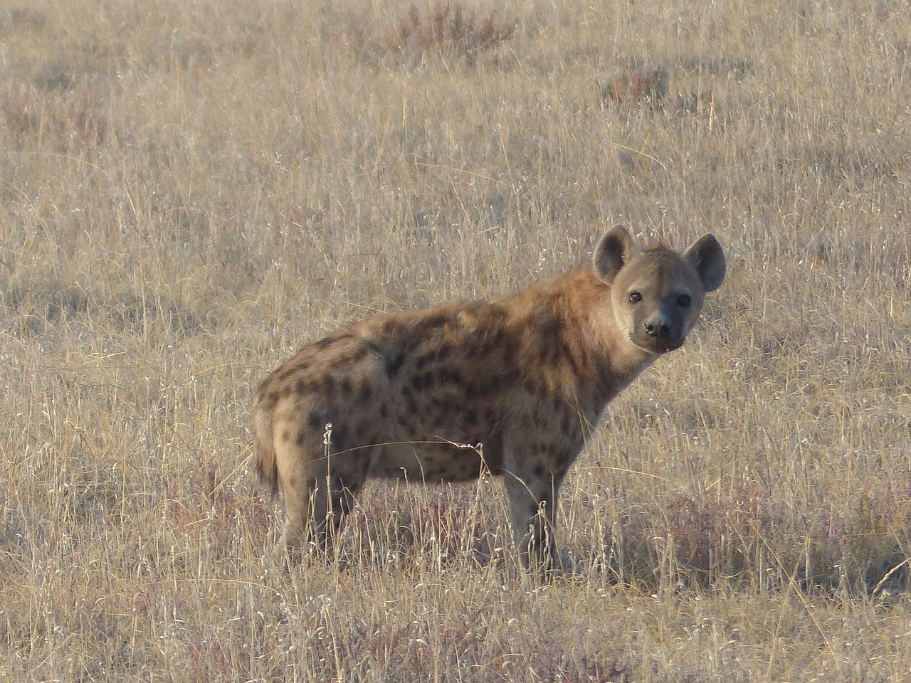 spotted hyena hyena mammal free photo