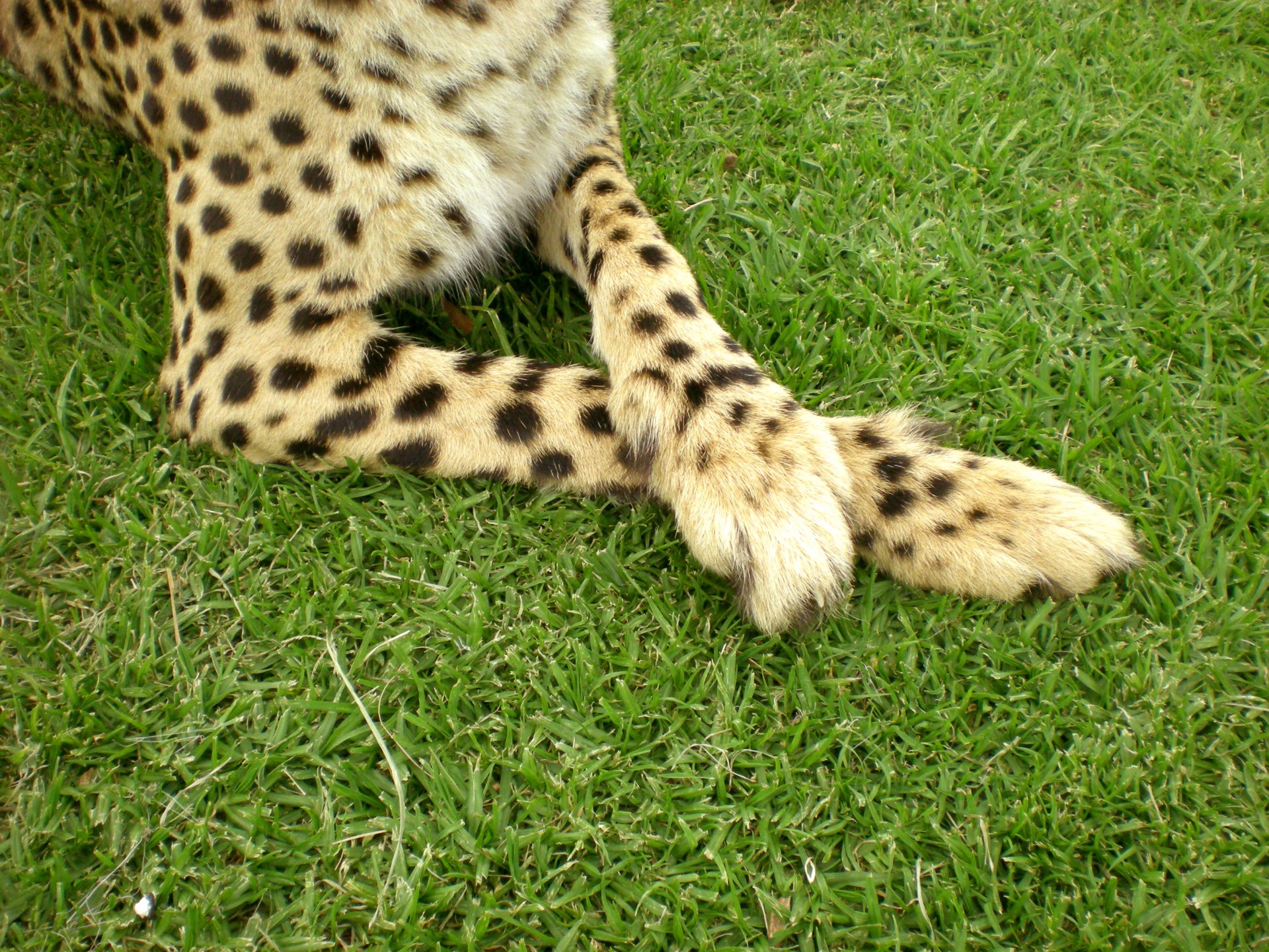 cheetah legs crossed free photo