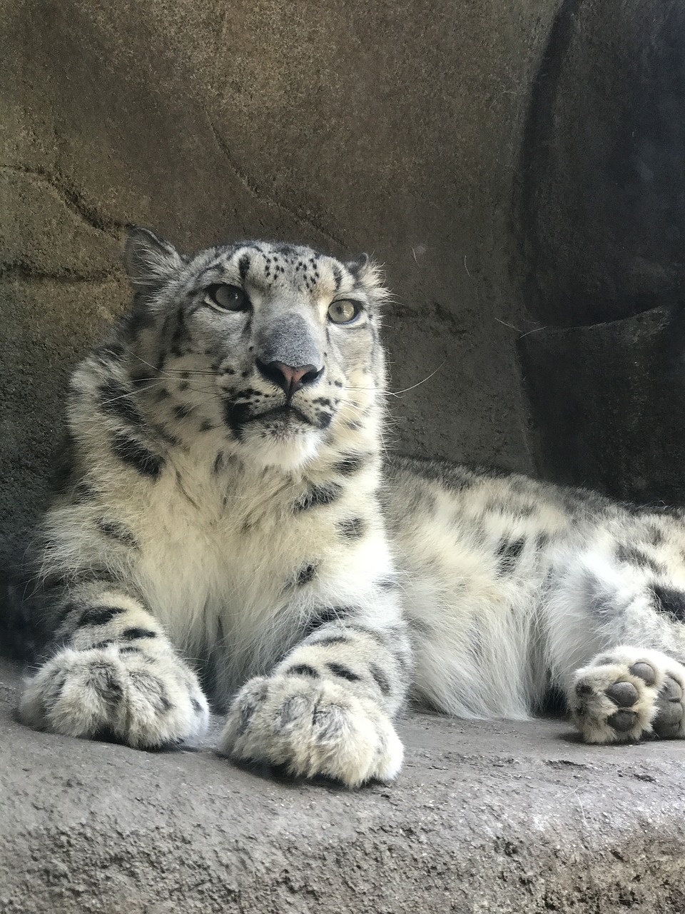 spotted leopard zoo animal free photo