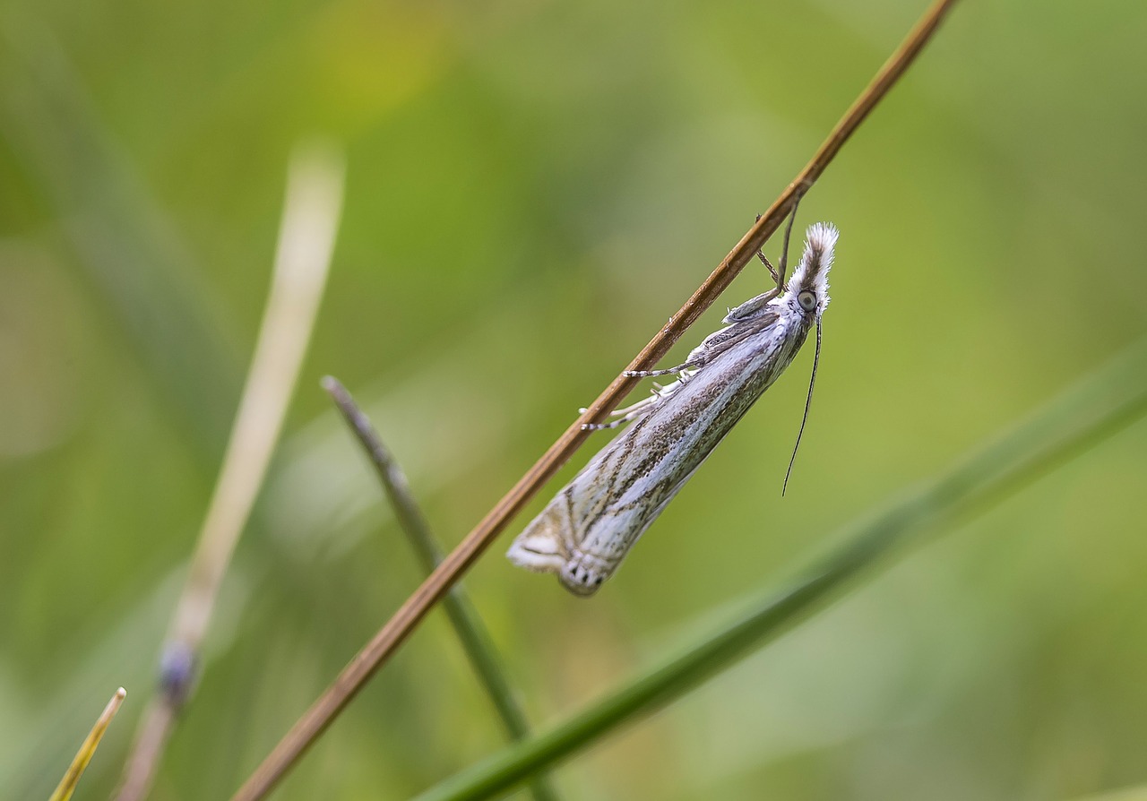 spotted moth moth ypsolopha free photo