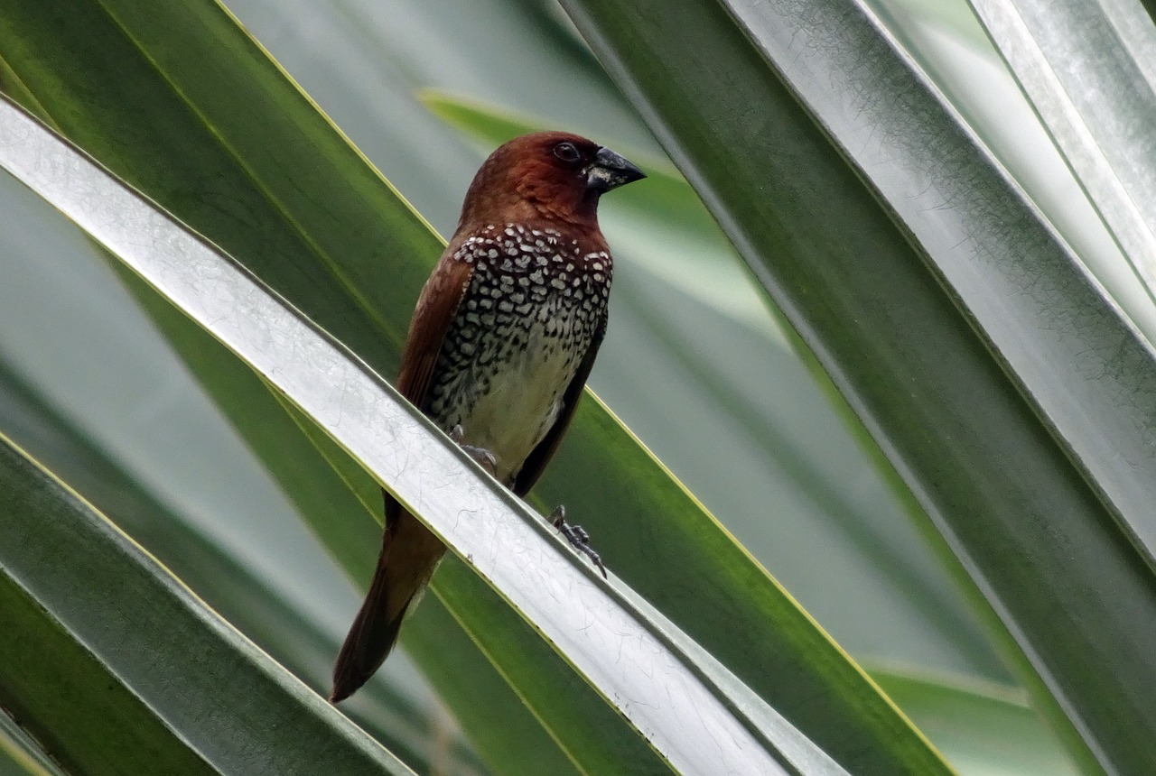 spotted munia bird scaly-breasted munia free photo