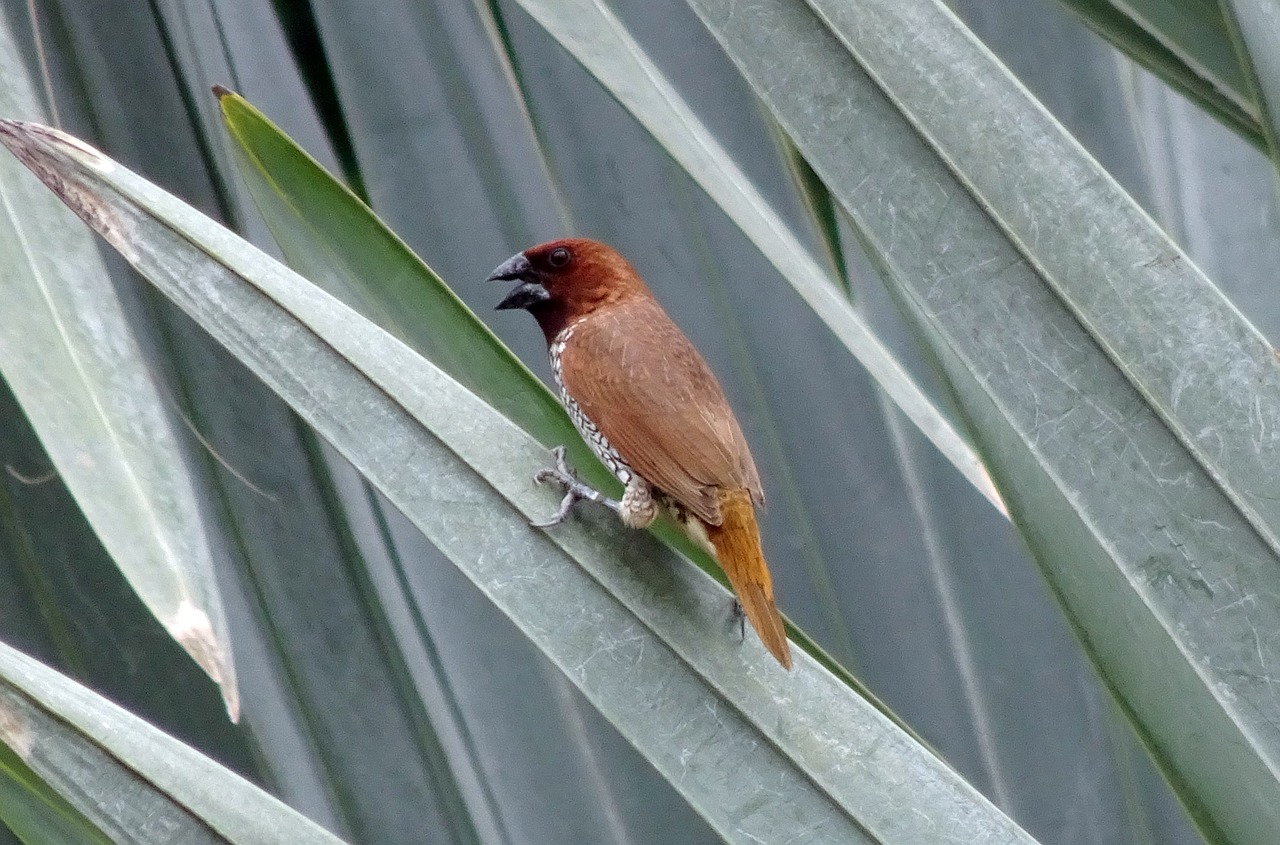 spotted munia bird scaly-breasted munia free photo