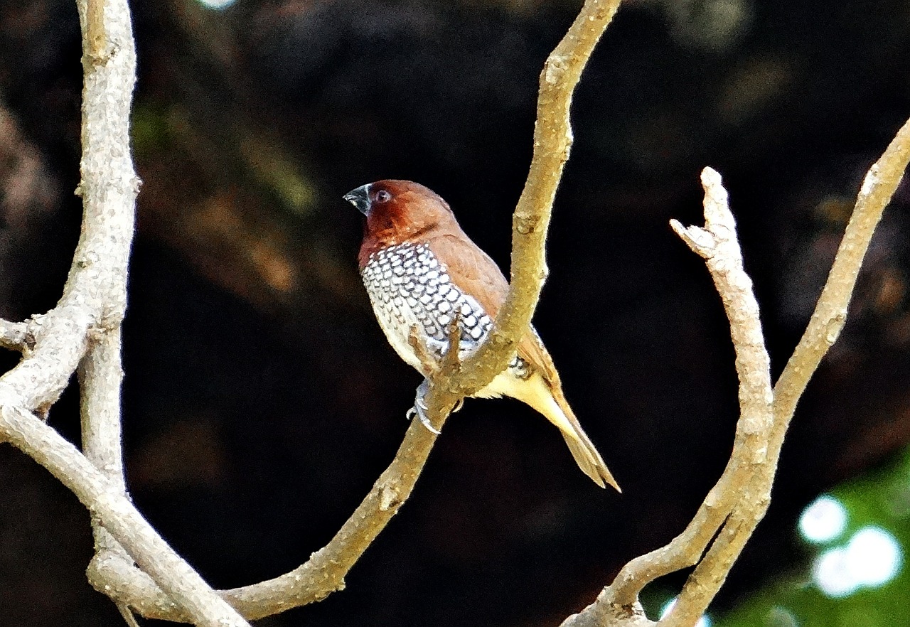 spotted munia scaly-breasted munia lonchura punctulata free photo