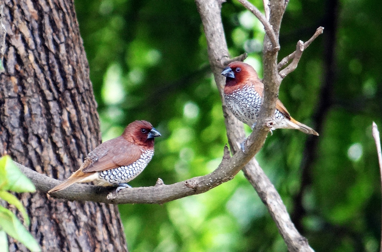 spotted munia scaly-breasted munia lonchura punctulata free photo