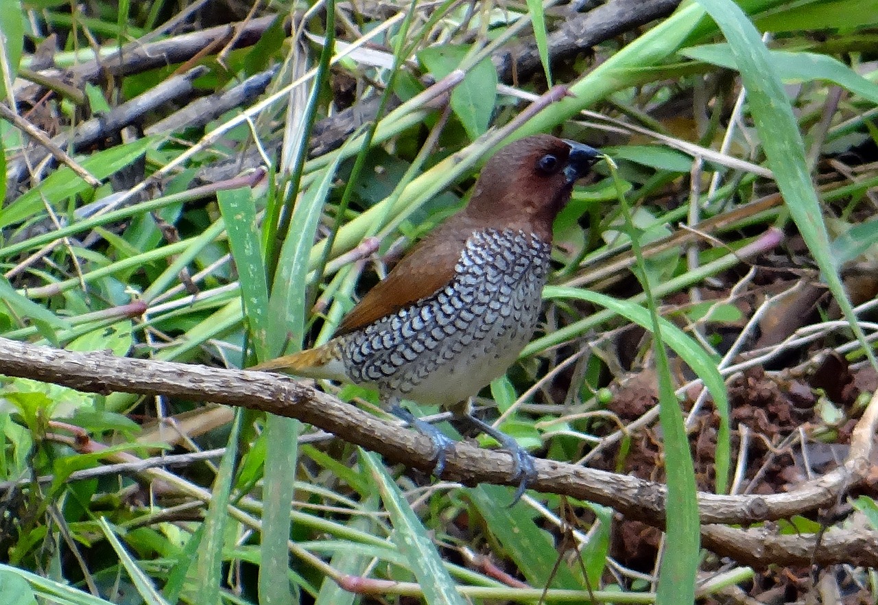 spotted munia scaly-breasted munia lonchura punctulata free photo