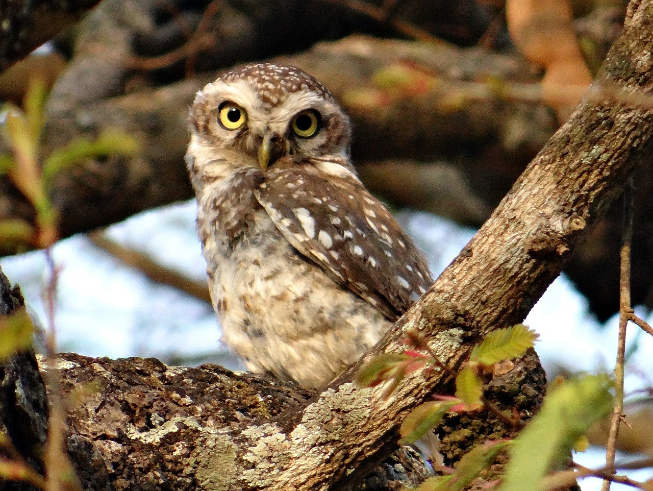 spotted owlet athene brama bird free photo