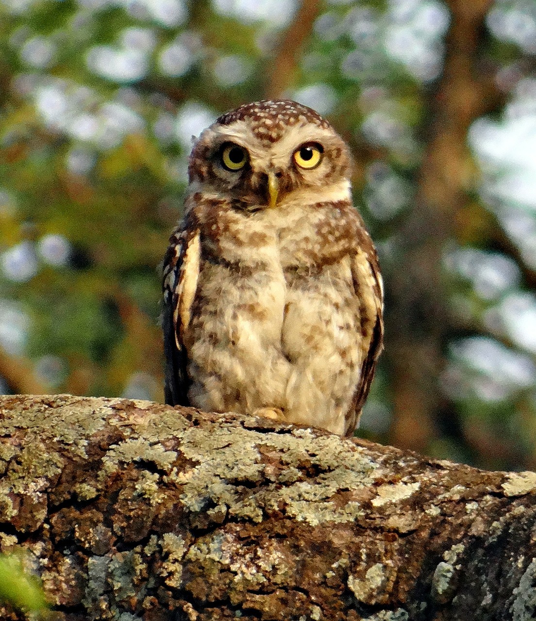 spotted owlet athene brama bird free photo