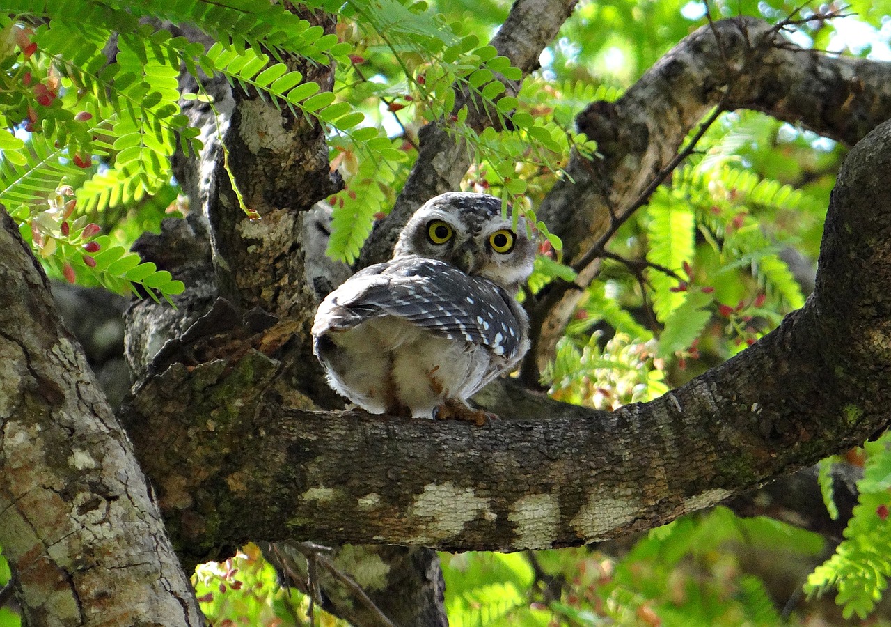spotted owlet owl athene brama free photo