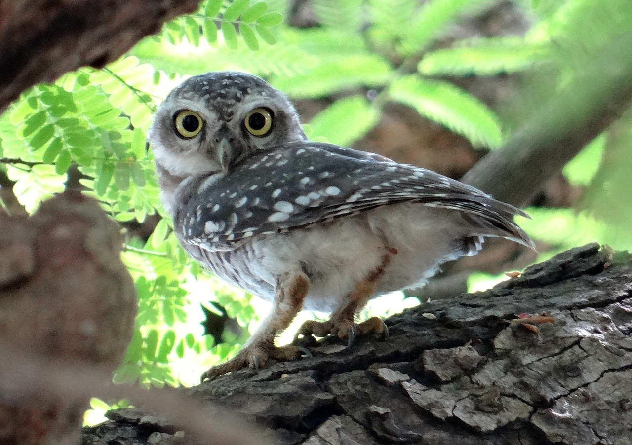 spotted owlet owl athene brama free photo