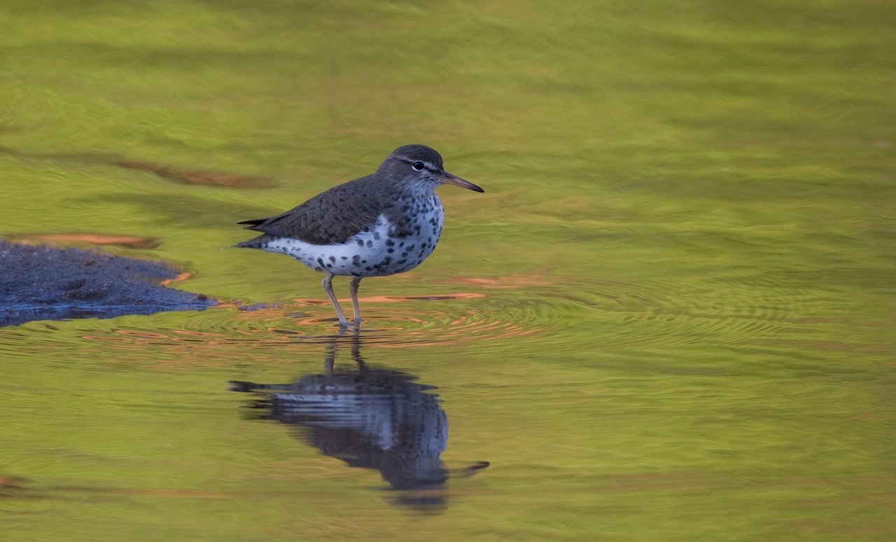 spotted sandpiper water bird wading free photo