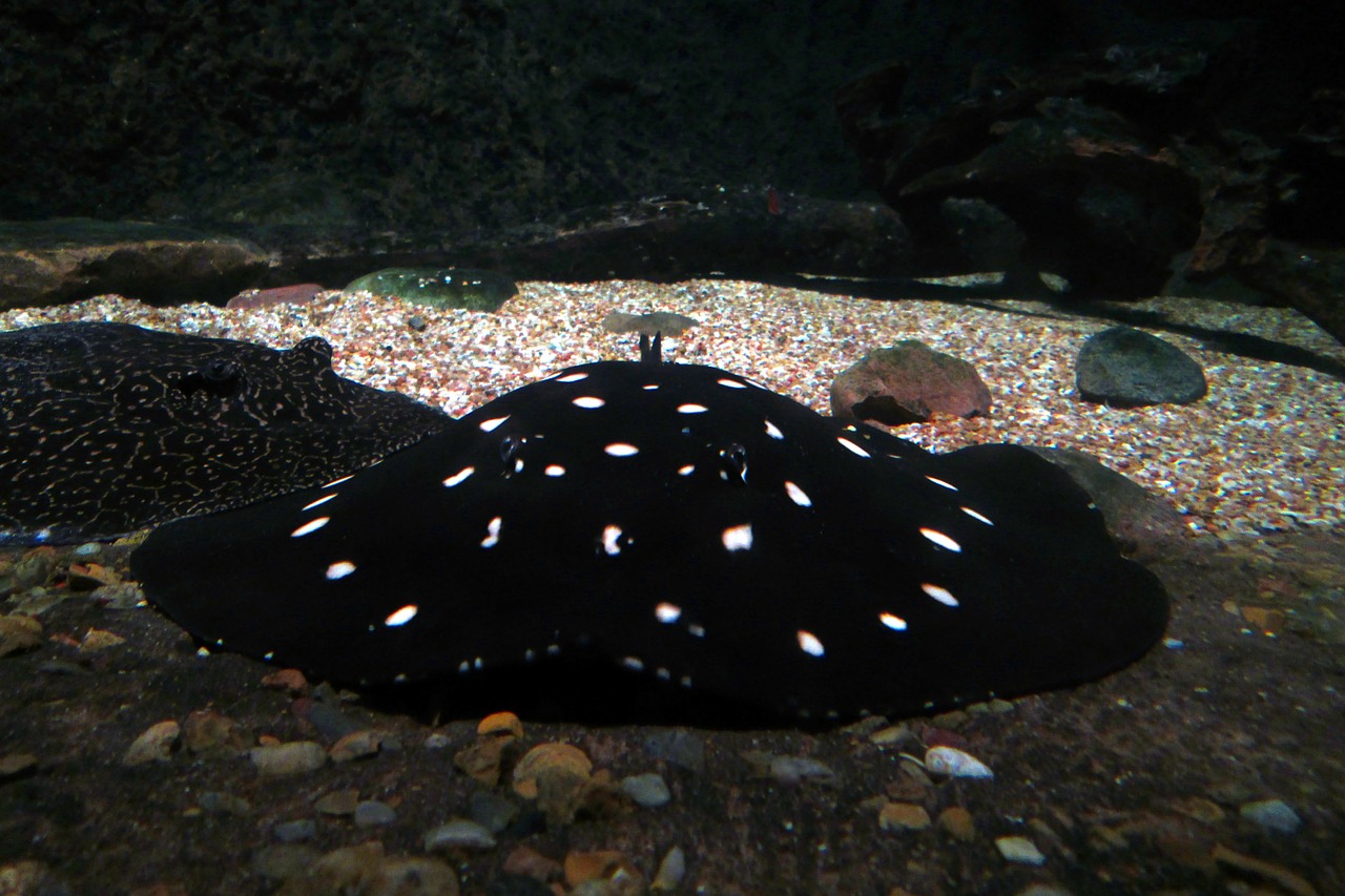 spotted stingray stingray animal free photo