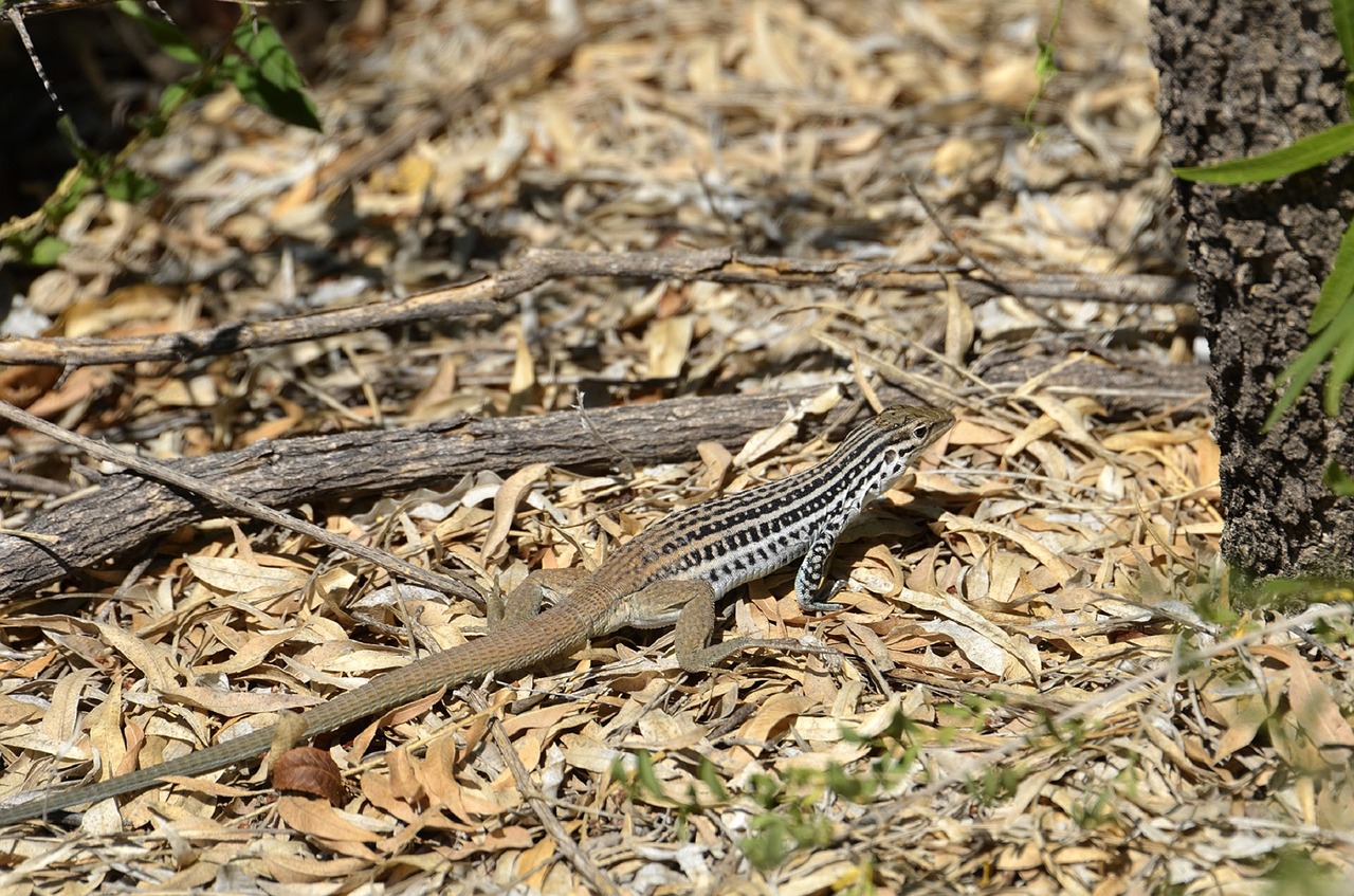 spotted whiptail lizard reptile wildlife free photo