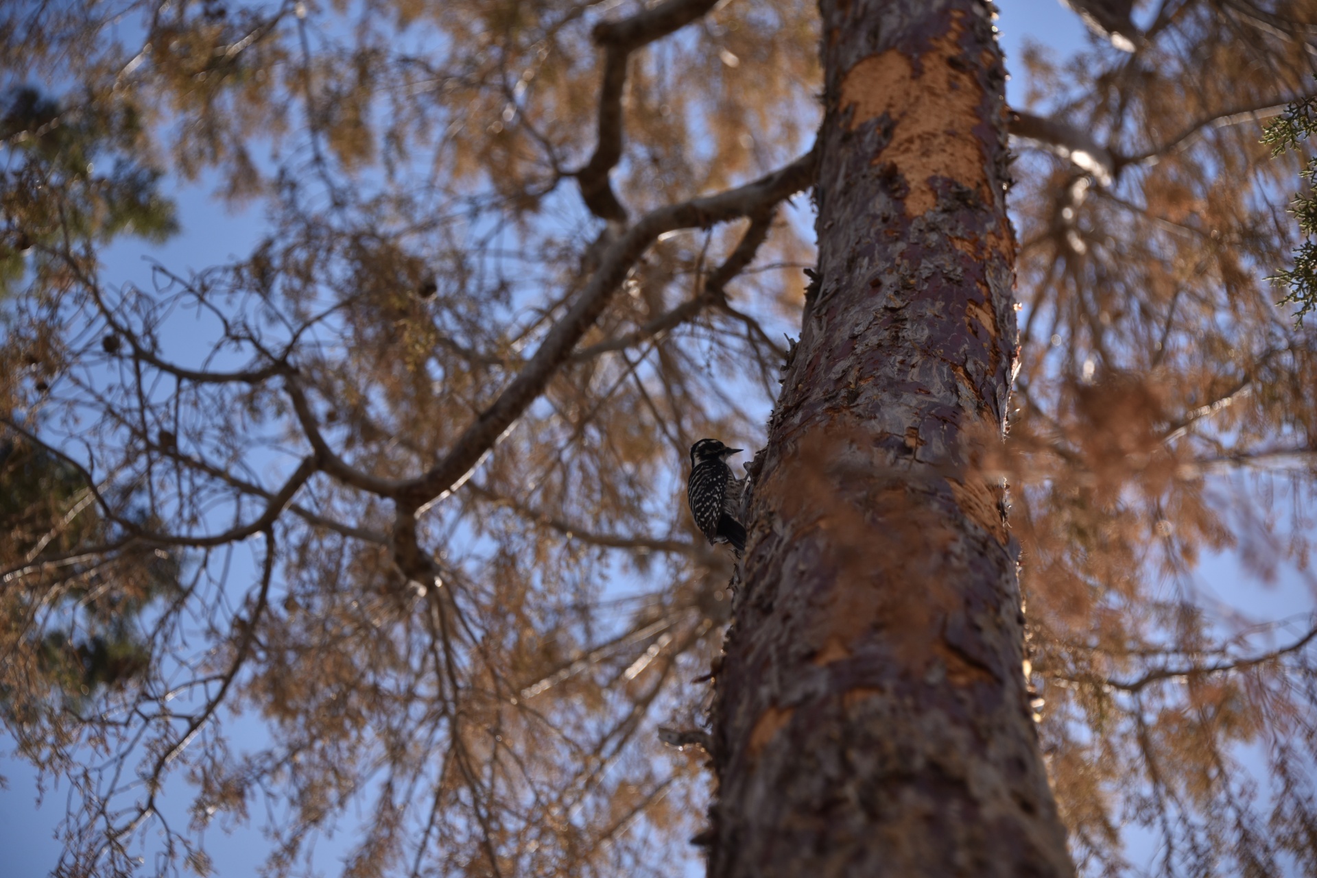 woodpecker bird wildlife free photo