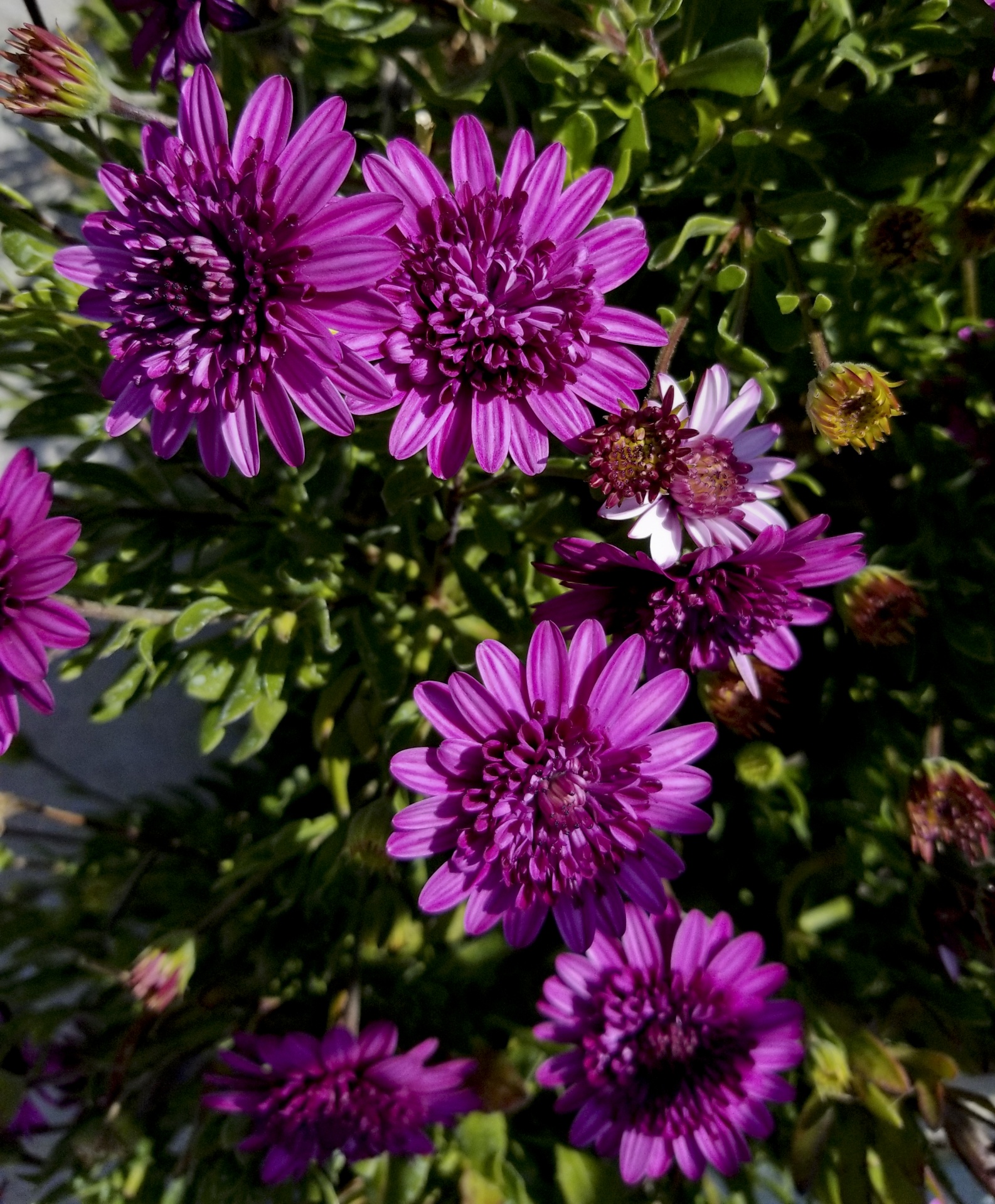 flowers garden outdoors free photo