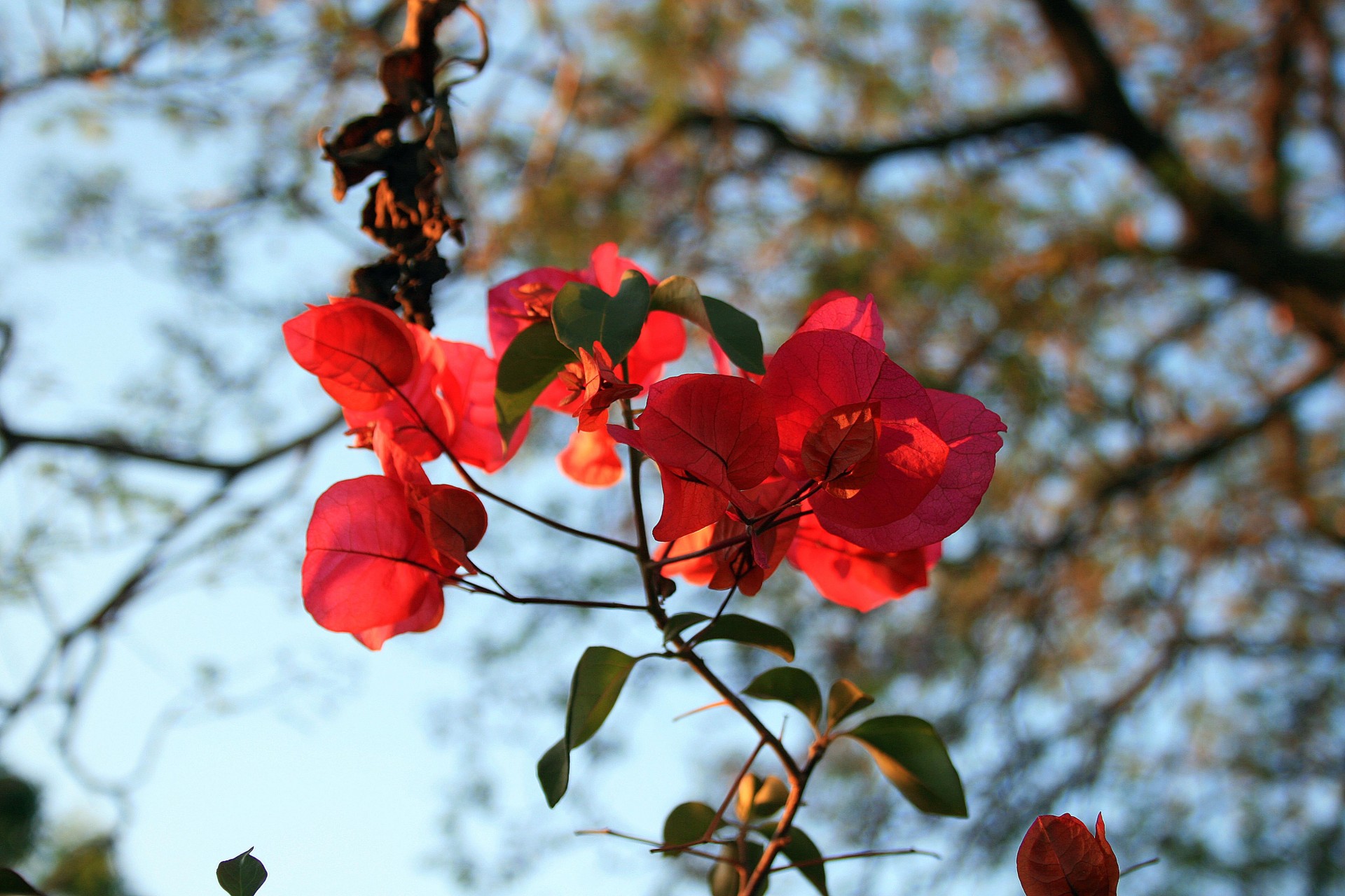 flowers red light free photo