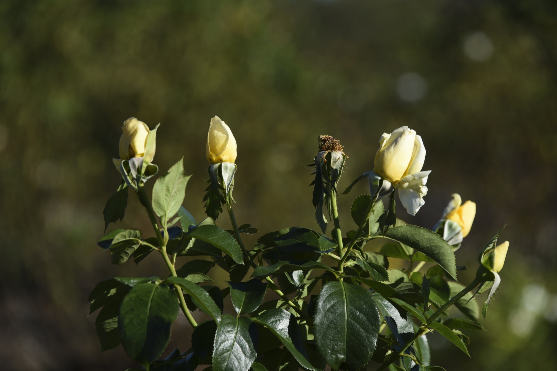 yellow rose rosebud free photo