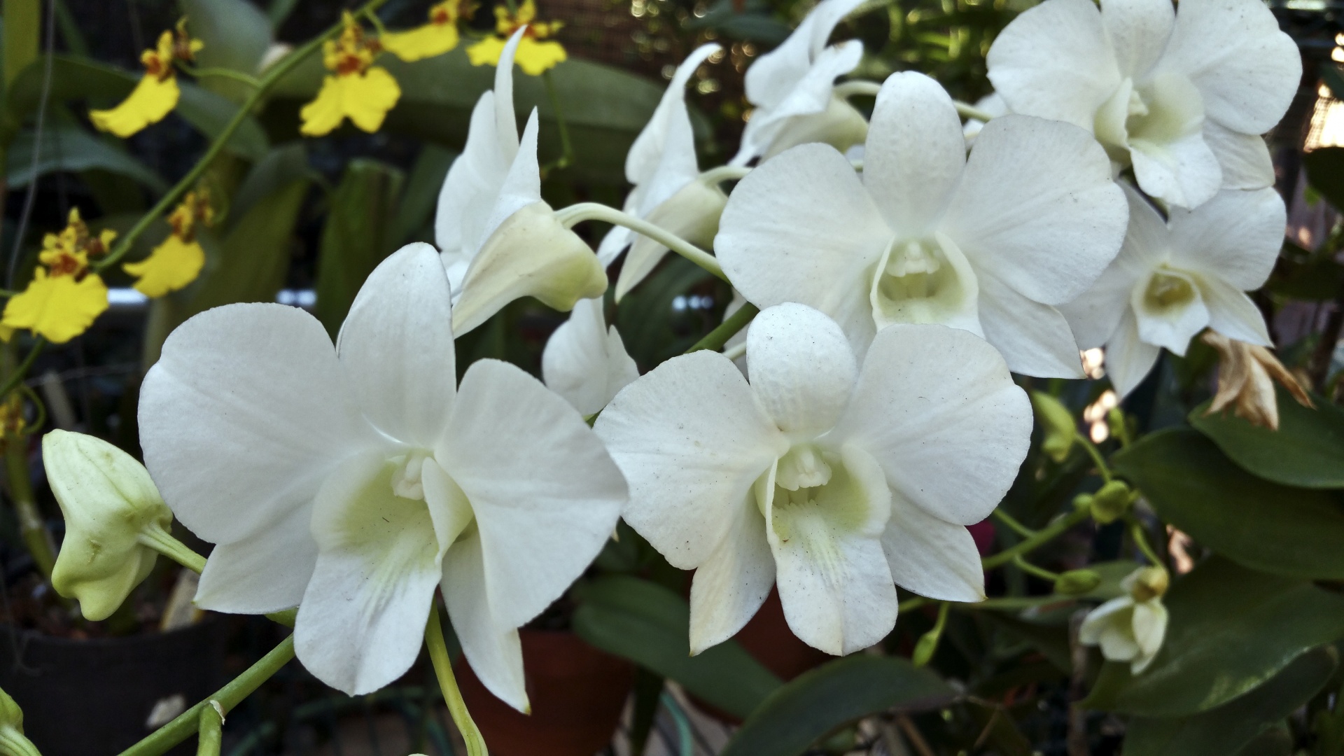 white orchids spray free photo