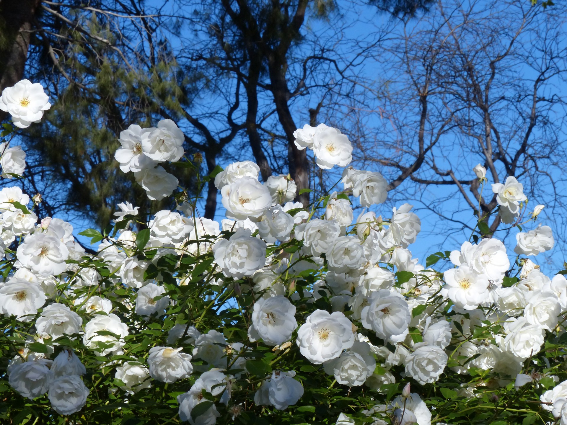 Белые розы кто исполнял. Белые розы в саду.