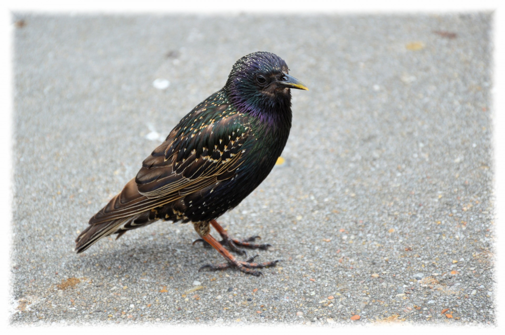 starling street bird free photo