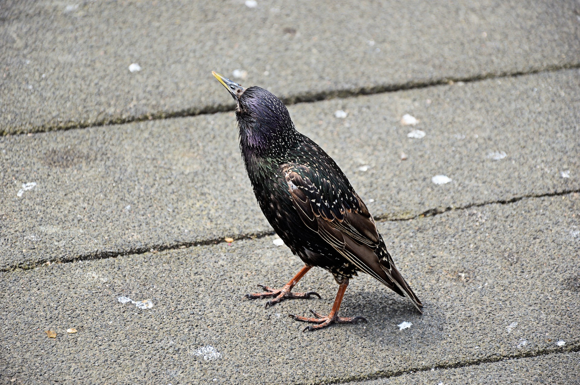 starling bird animal free photo