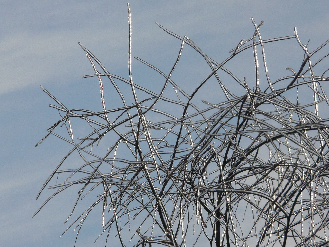 sprig twig ice free photo