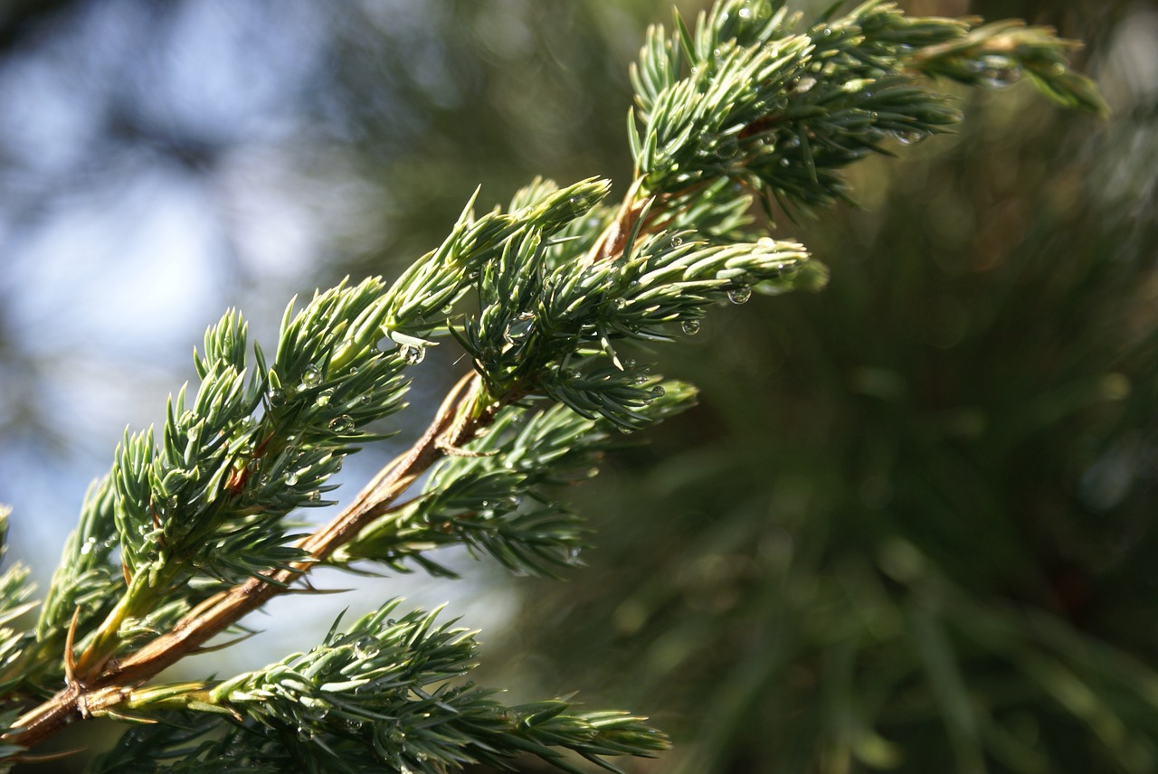 sprig drops juniper free photo