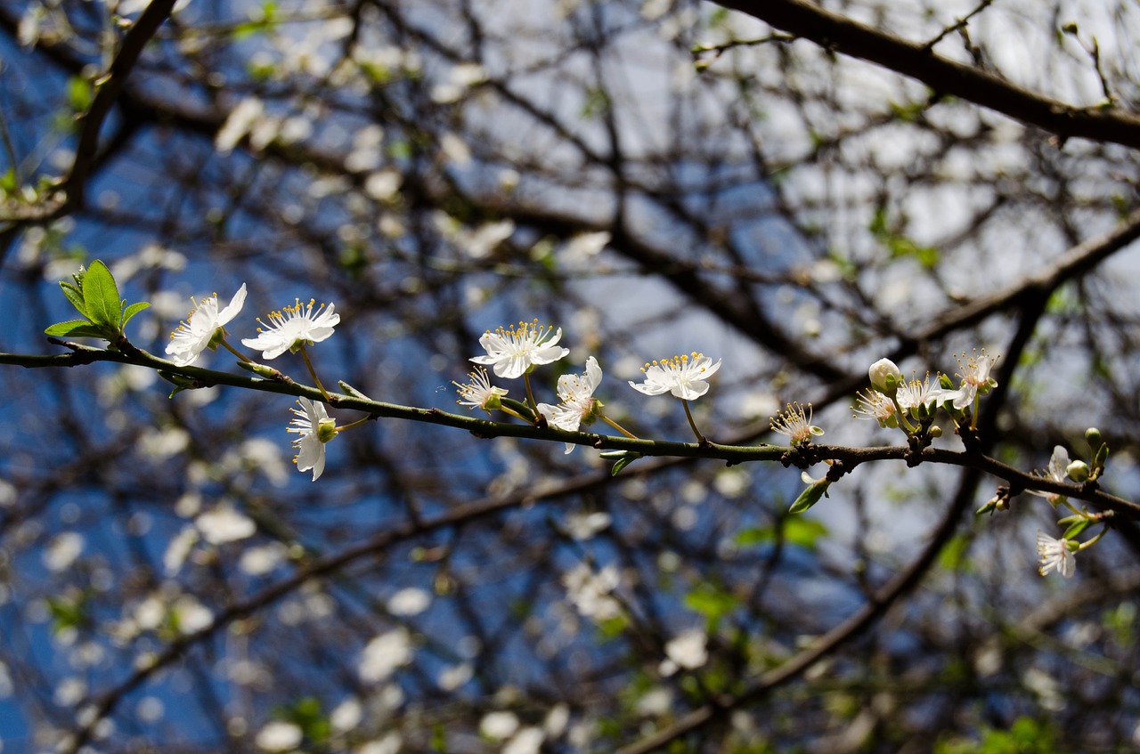 sprig spring flower free photo