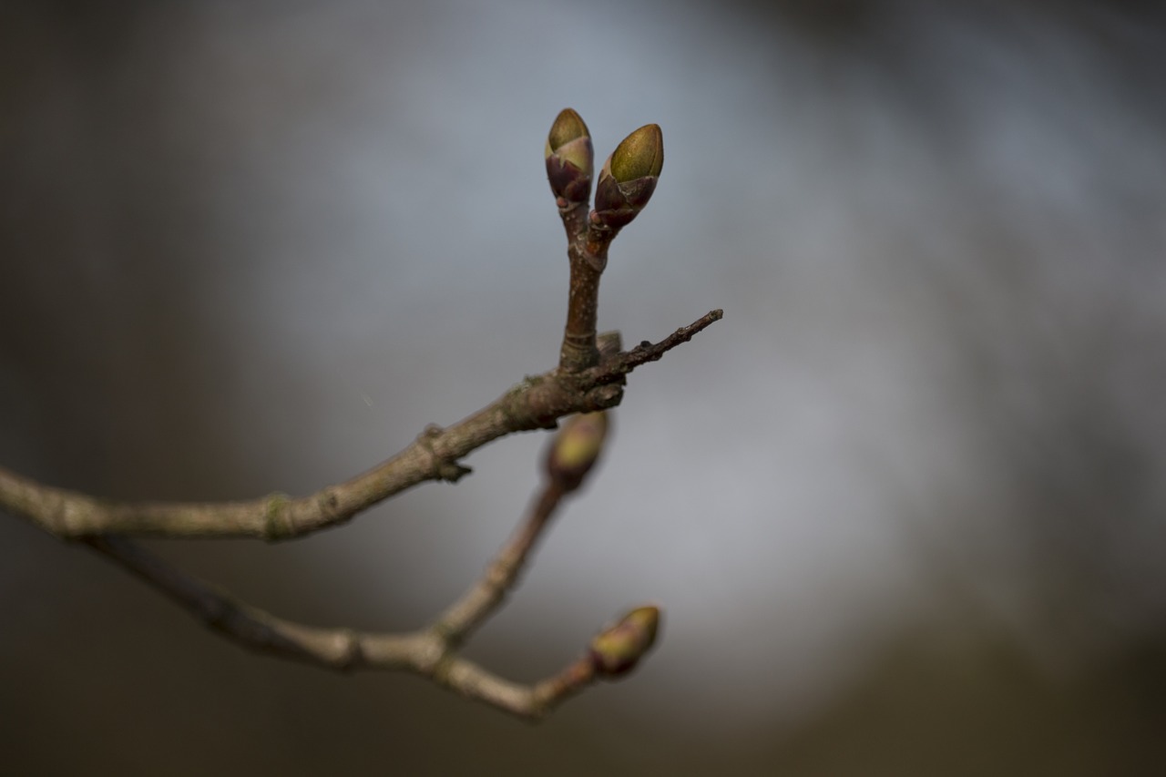 sprig the buds spring free photo