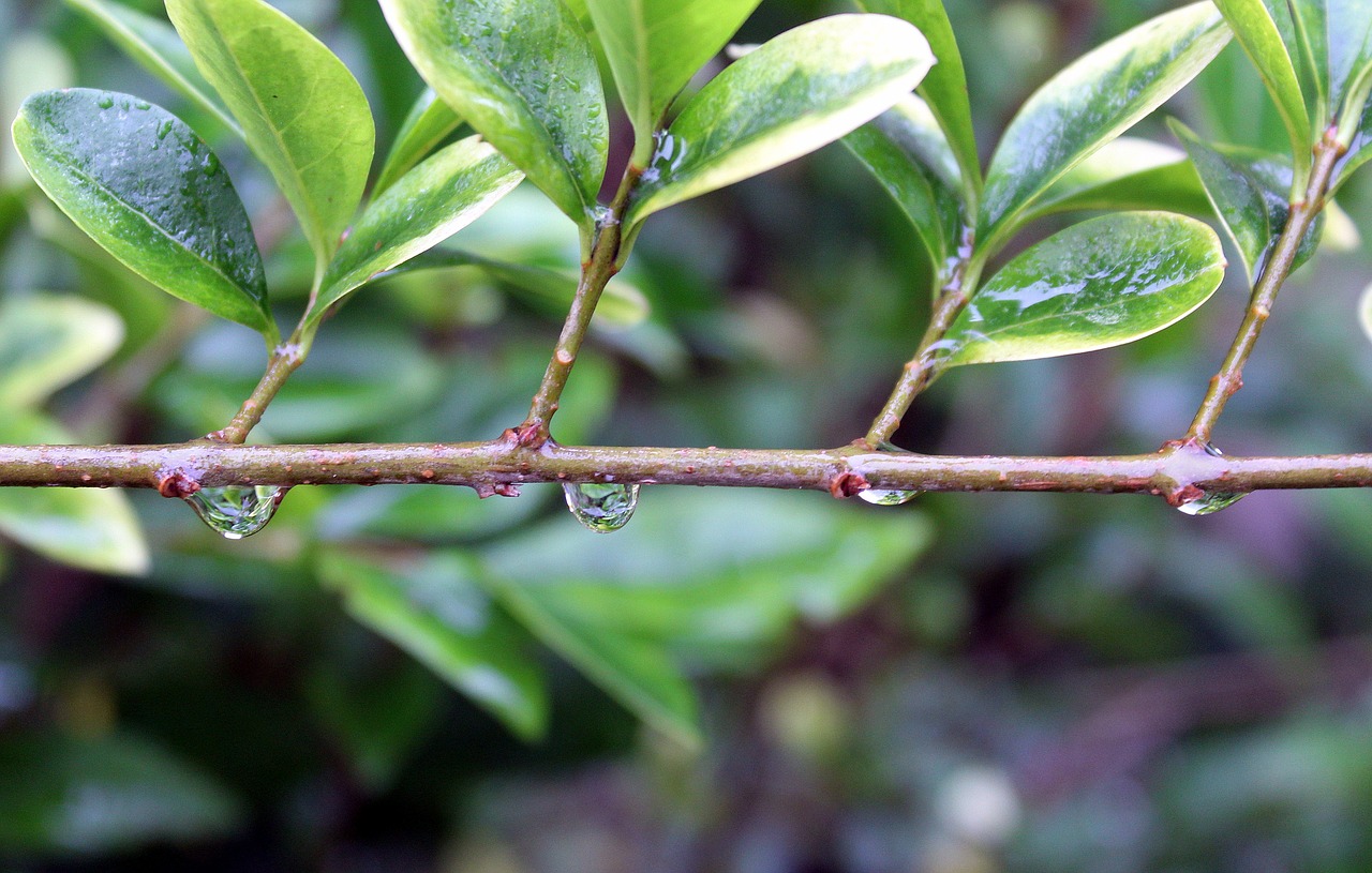 sprig rain it rains free photo