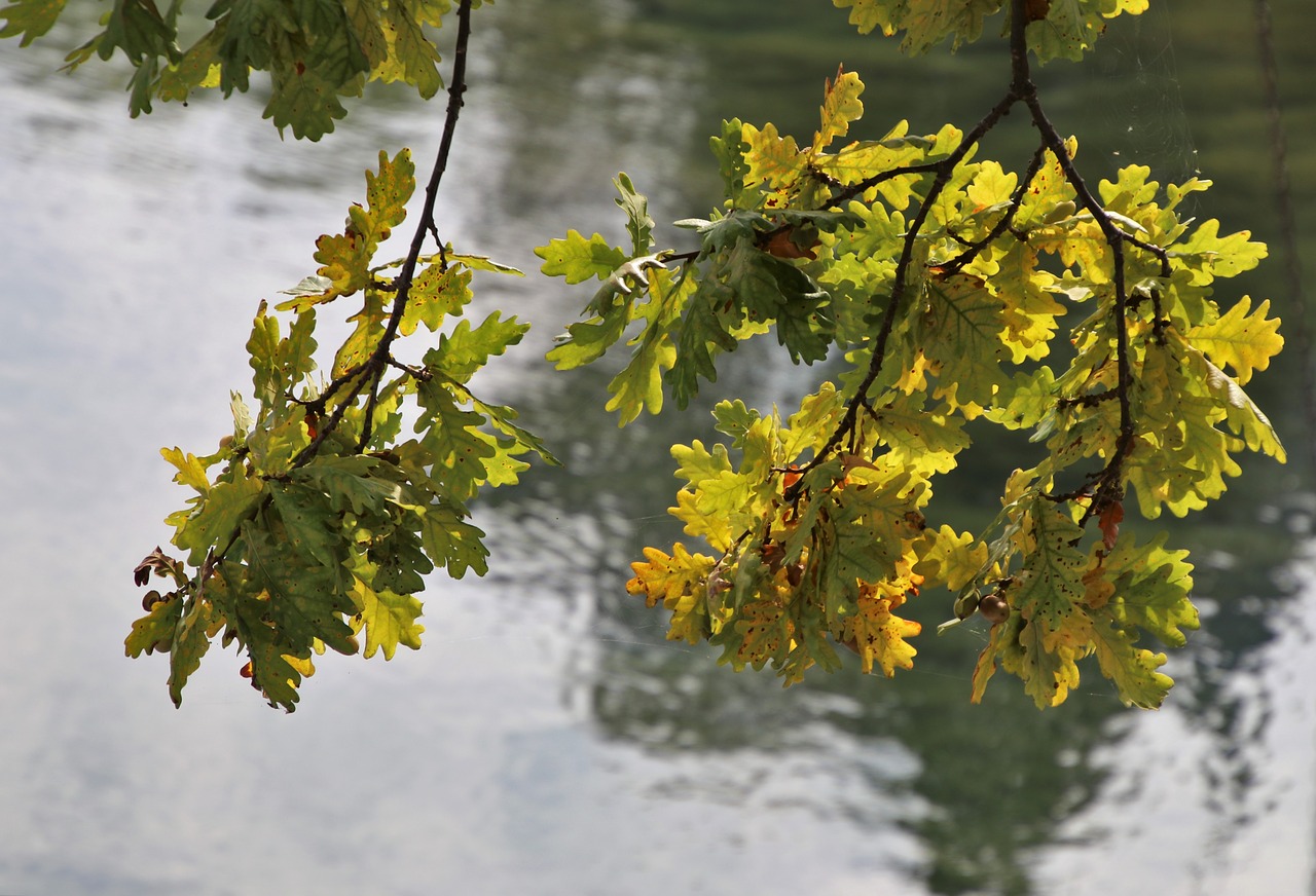 sprig  yellow  foliage free photo