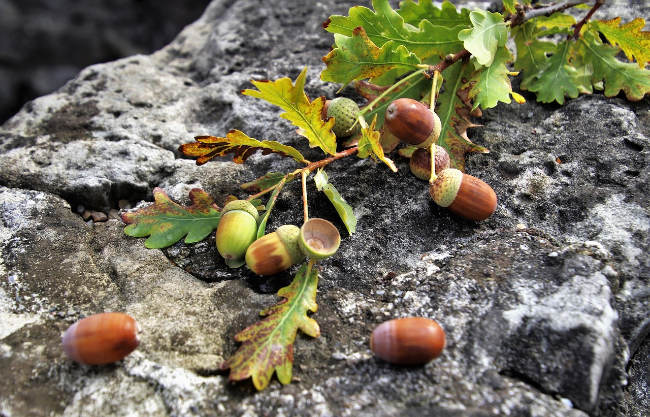 sprig  rock  oak free photo