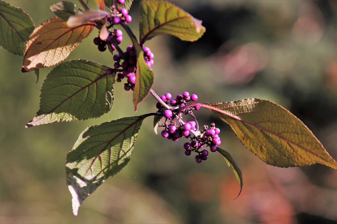 sprig  autumn  closeup free photo