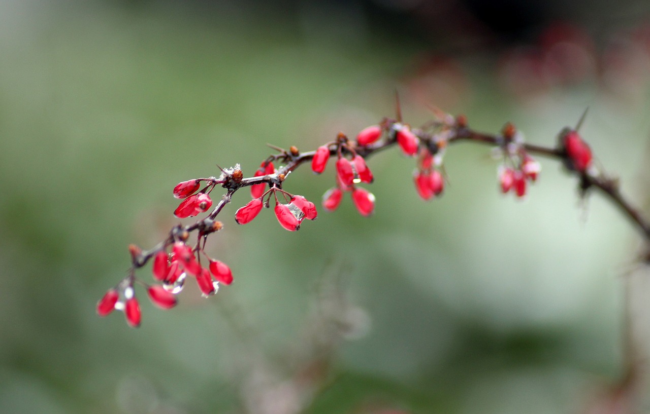 sprig  barberry  red free photo