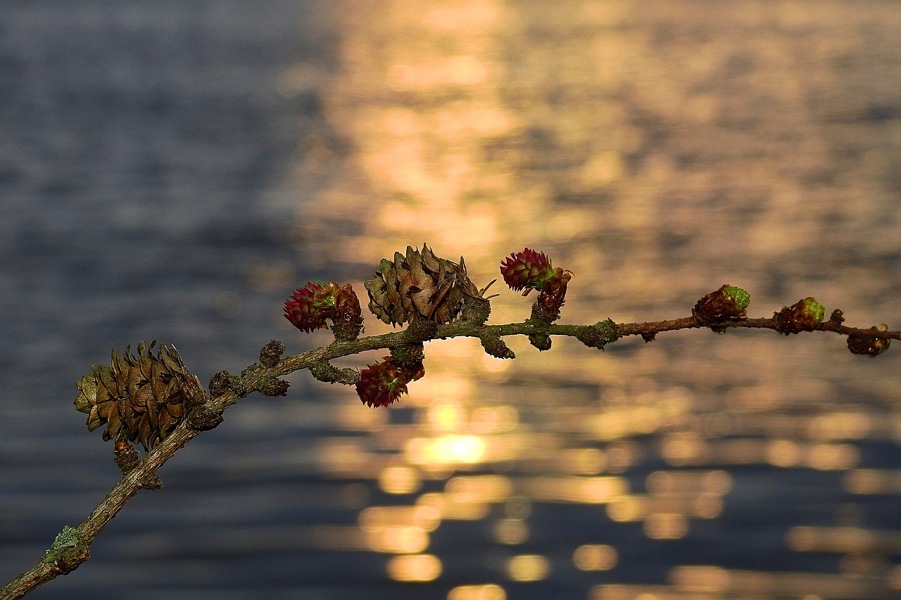 sprig  river  sunset free photo