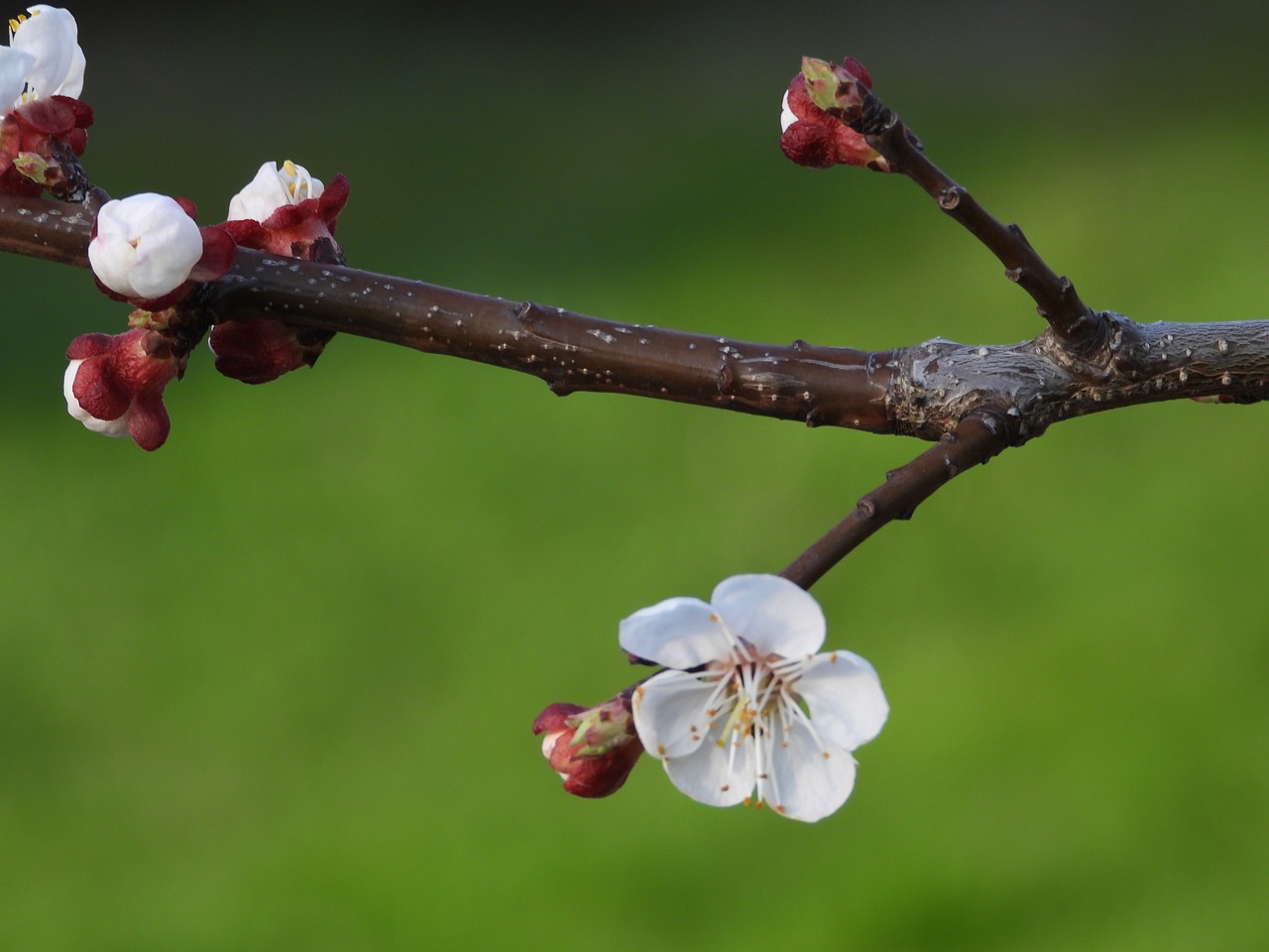 sprig  flowering  spring free photo