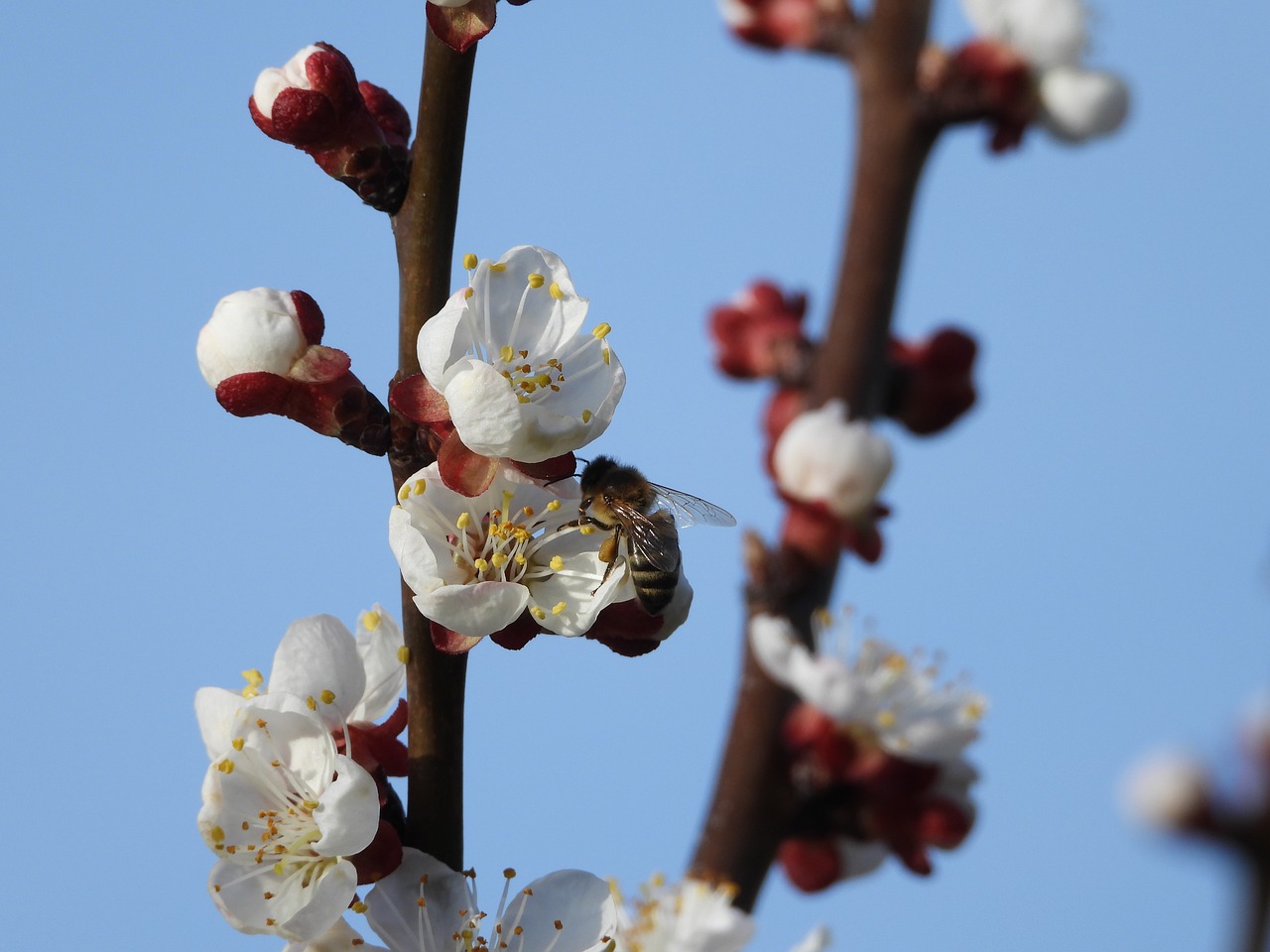 sprig  fruit tree  apricot free photo