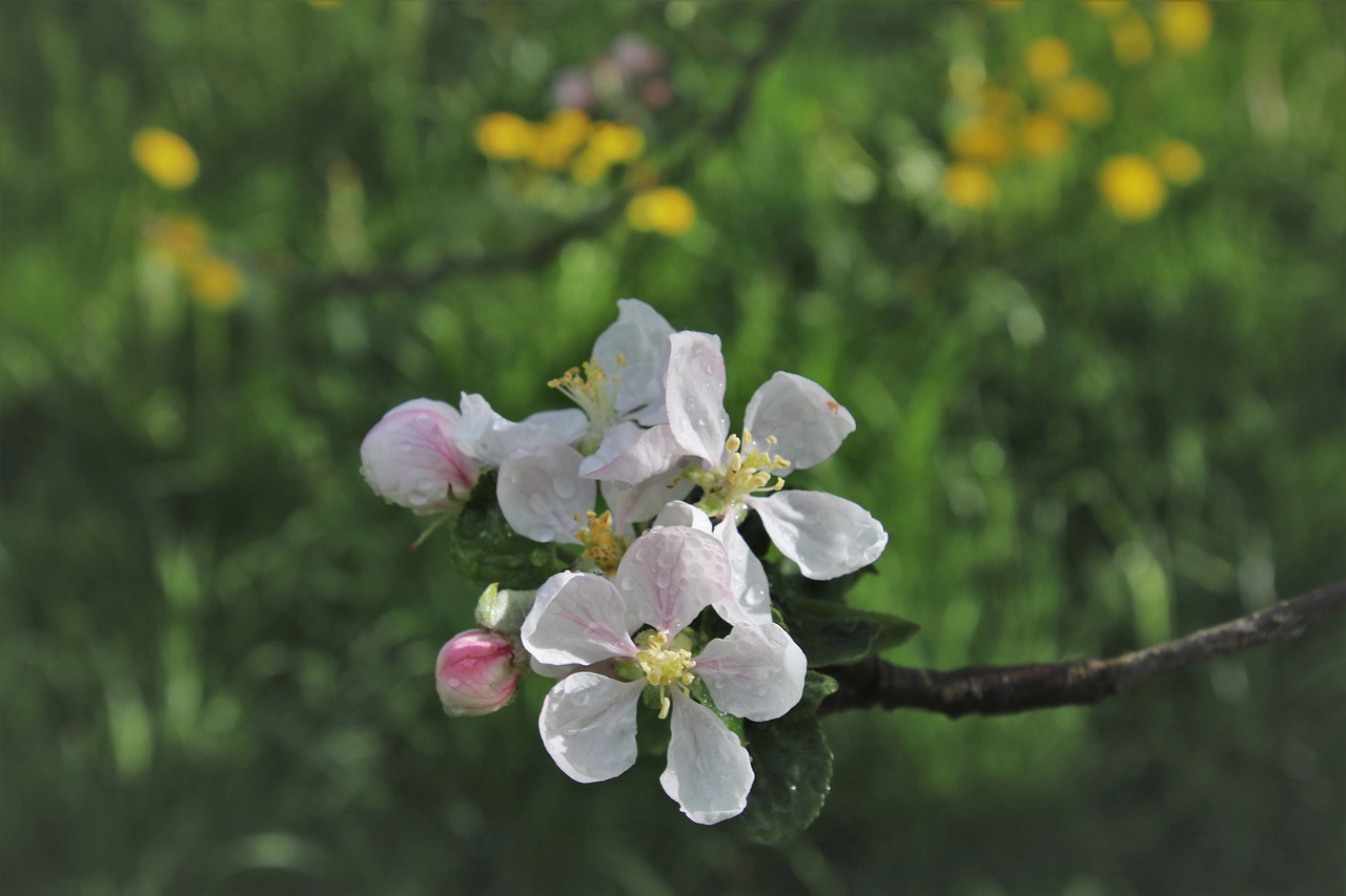 sprig  wet  branch free photo