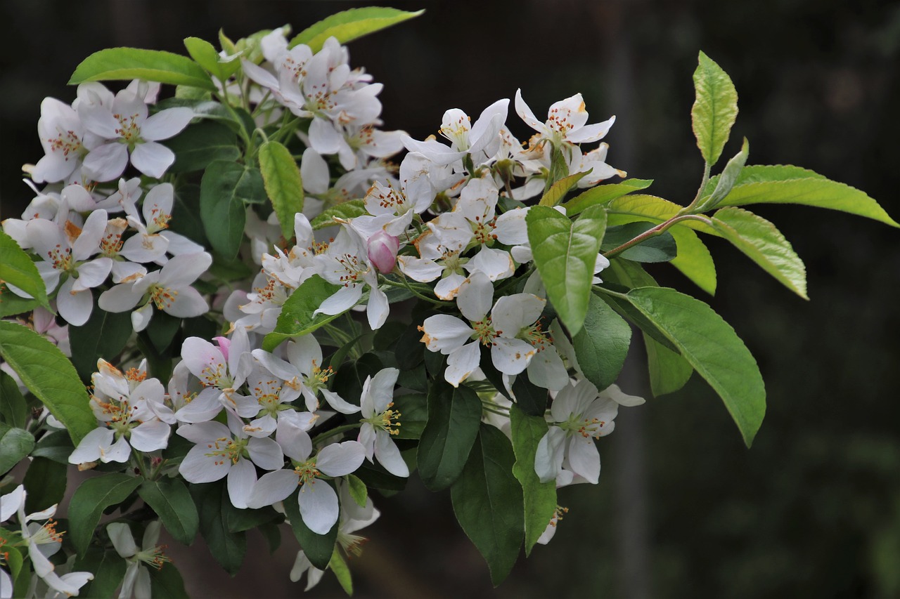 sprig  sad  apple free photo