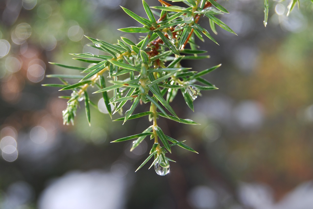 sprig a drop of conifer free photo