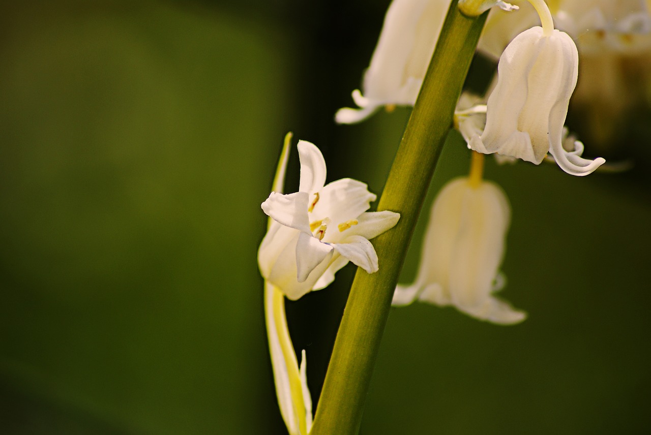 sprig of lily of the valley bell white flower free photo