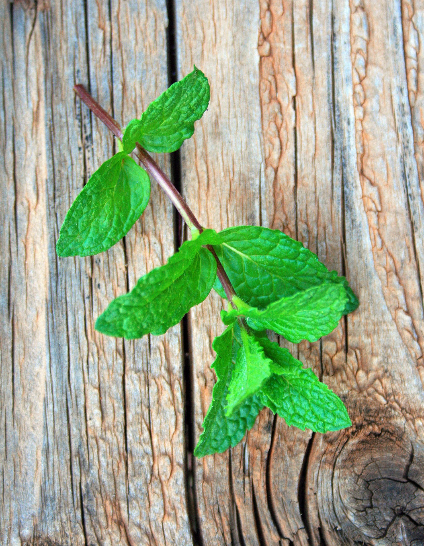 mint leaf green free photo