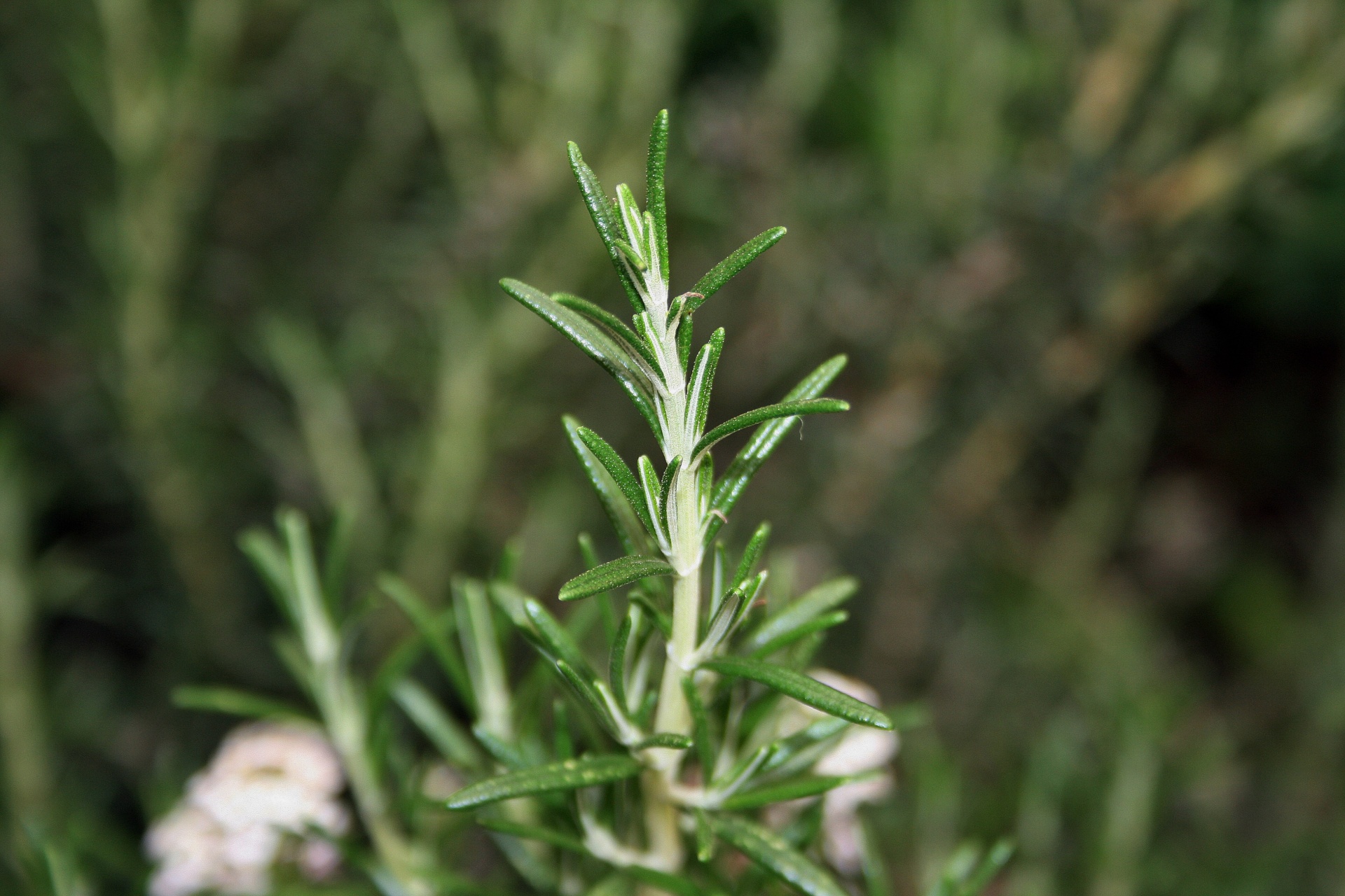 rosemary herb sprig free photo