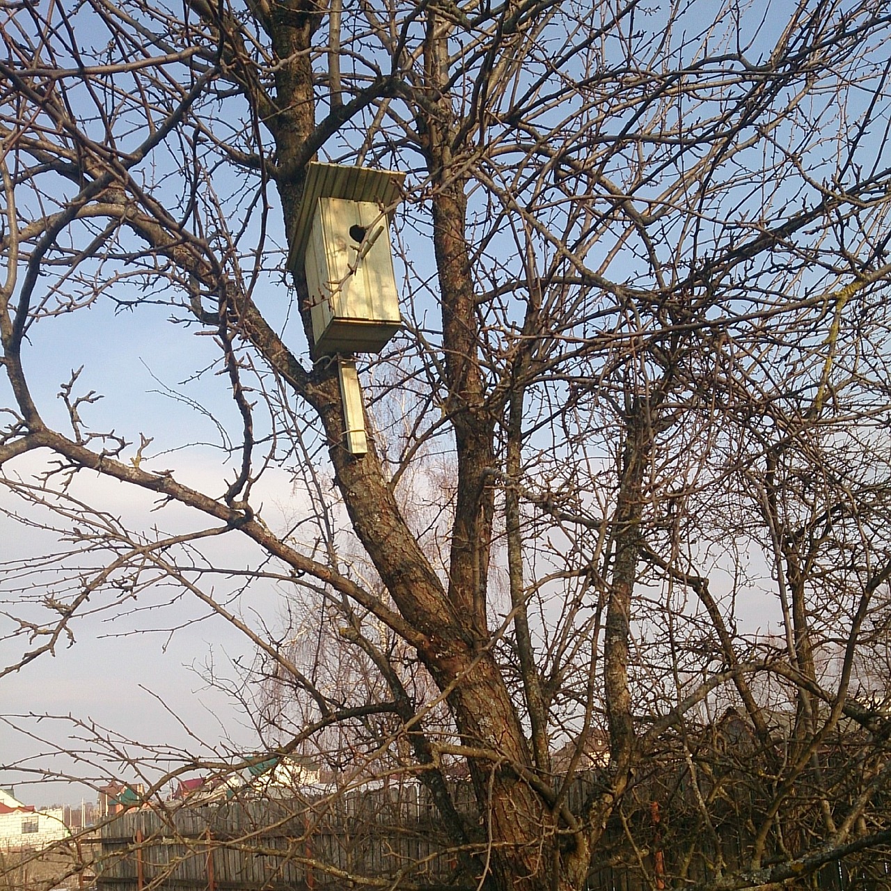spring birdhouse tree free photo
