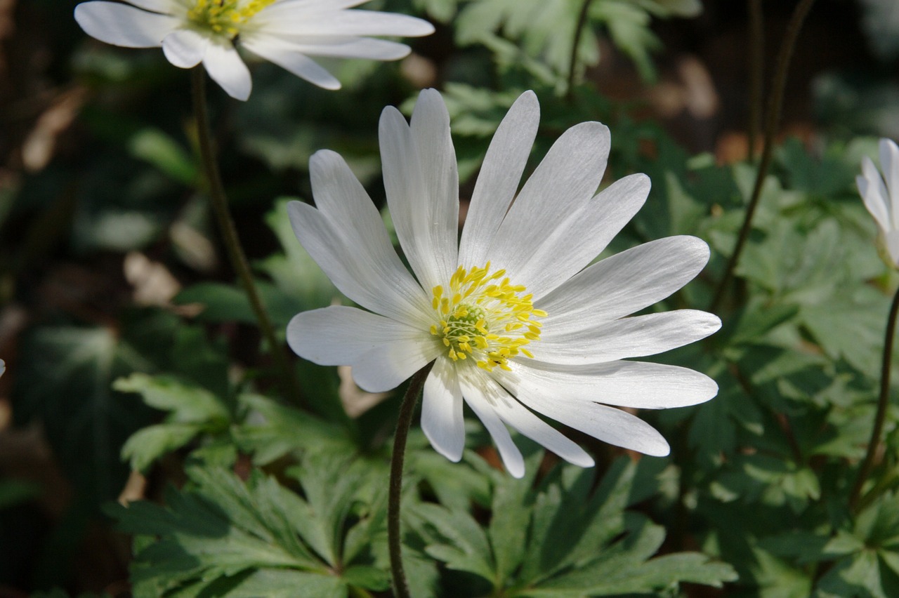 spring flowers plant free photo