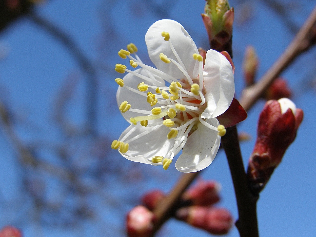 spring flower tree free photo