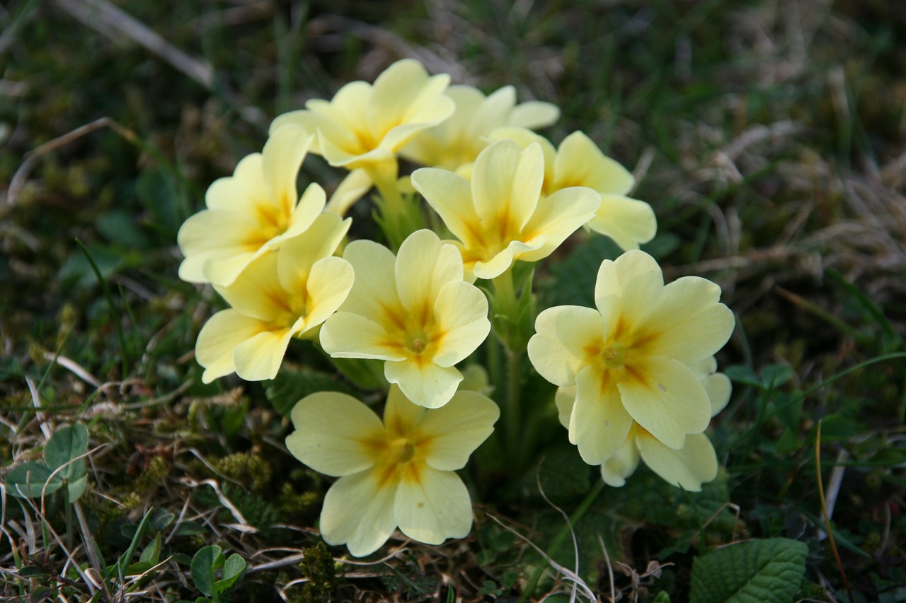 spring plant yellow flower free photo